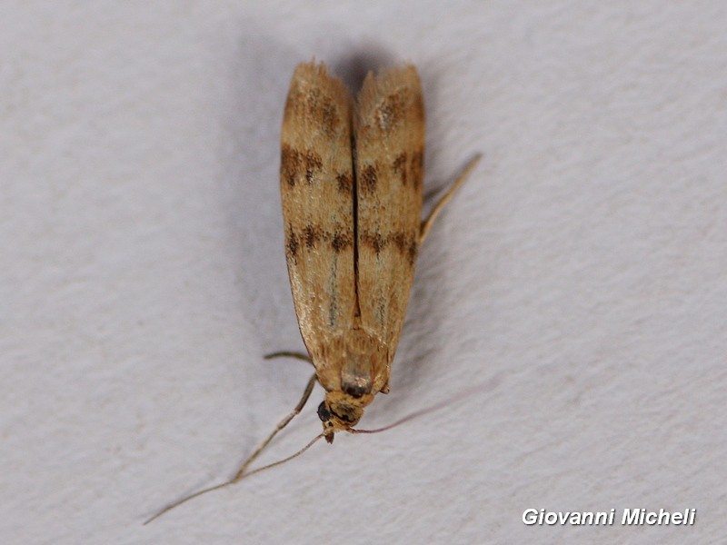 Aiuto ID - Homoeosoma sinuella (Pyralidae)